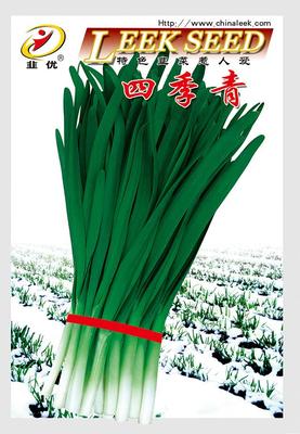 四季青韭菜F1